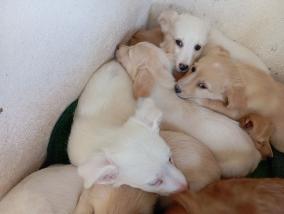 Cães Bebés rafeiro