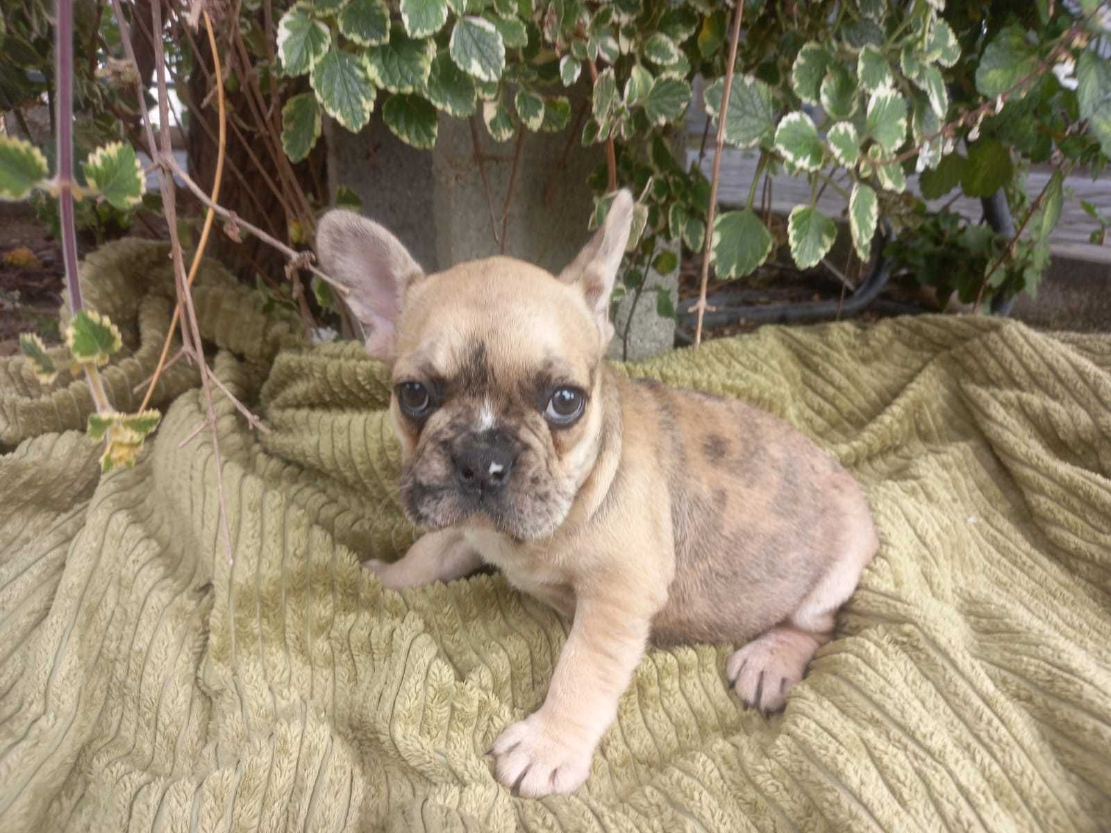 Linda Femea Buldogue Francês