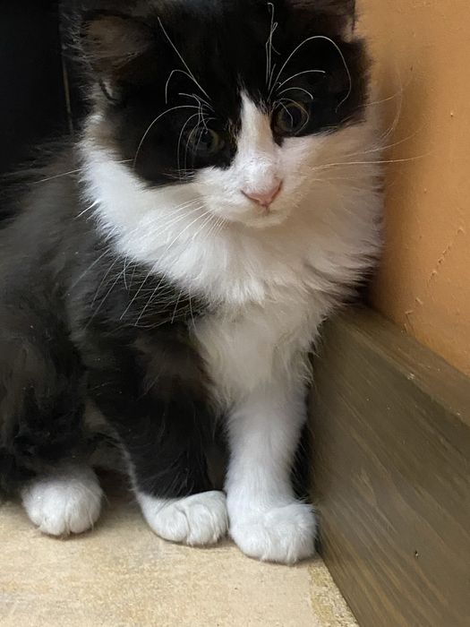 Котик Фелікс три місяці безкоштовно