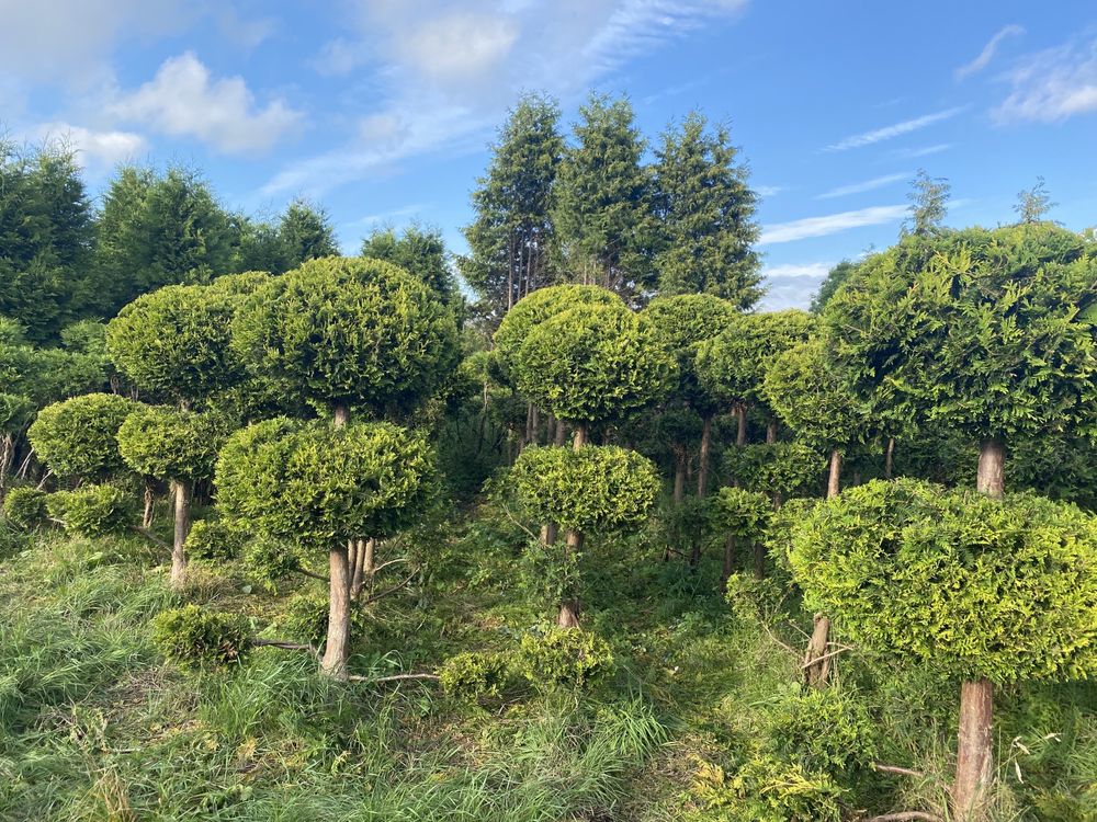 WYPRZEDAŻ BONSAI Tuja formowana Kórnik