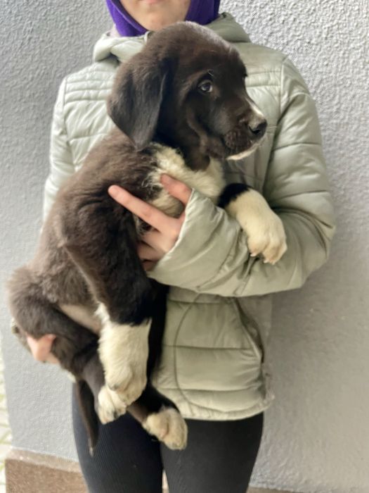 Owczarek środkowoazjatycki