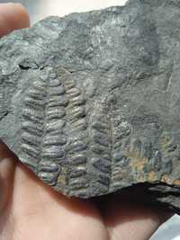 Fetos fósseis Carbonífero