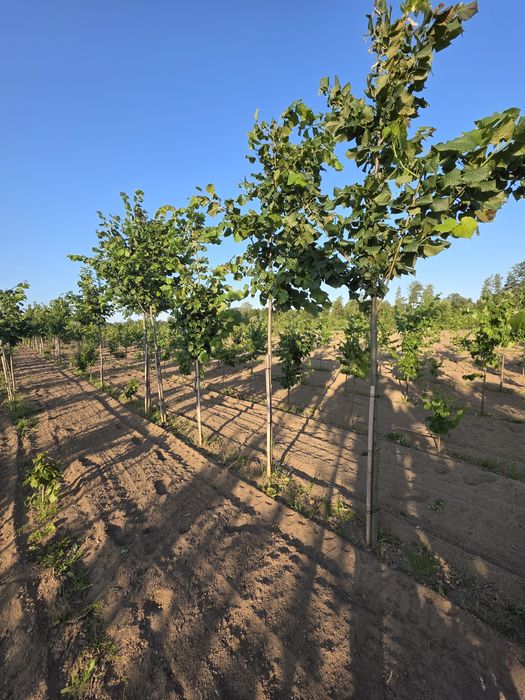 Lipa drobnolistna donica goły korzeń. Hurt detal