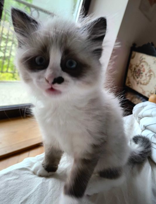 Neva Masquerade kocurek