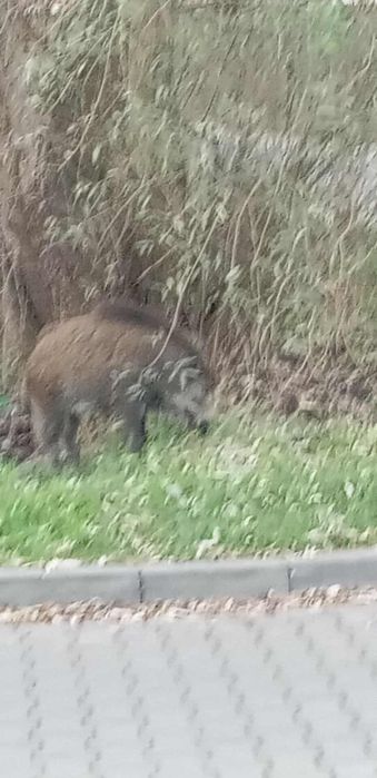 Świnki morskie do adopcji