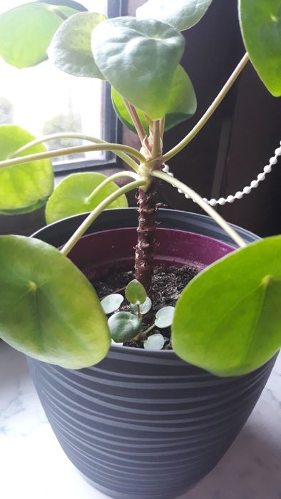 Zamienię kwiatki domowe