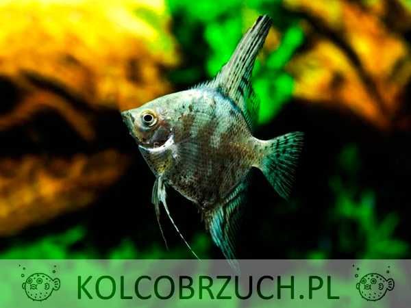 Żaglowiec skalar odmiana ZIELONA - Pterophyllum scalare - dowozimy