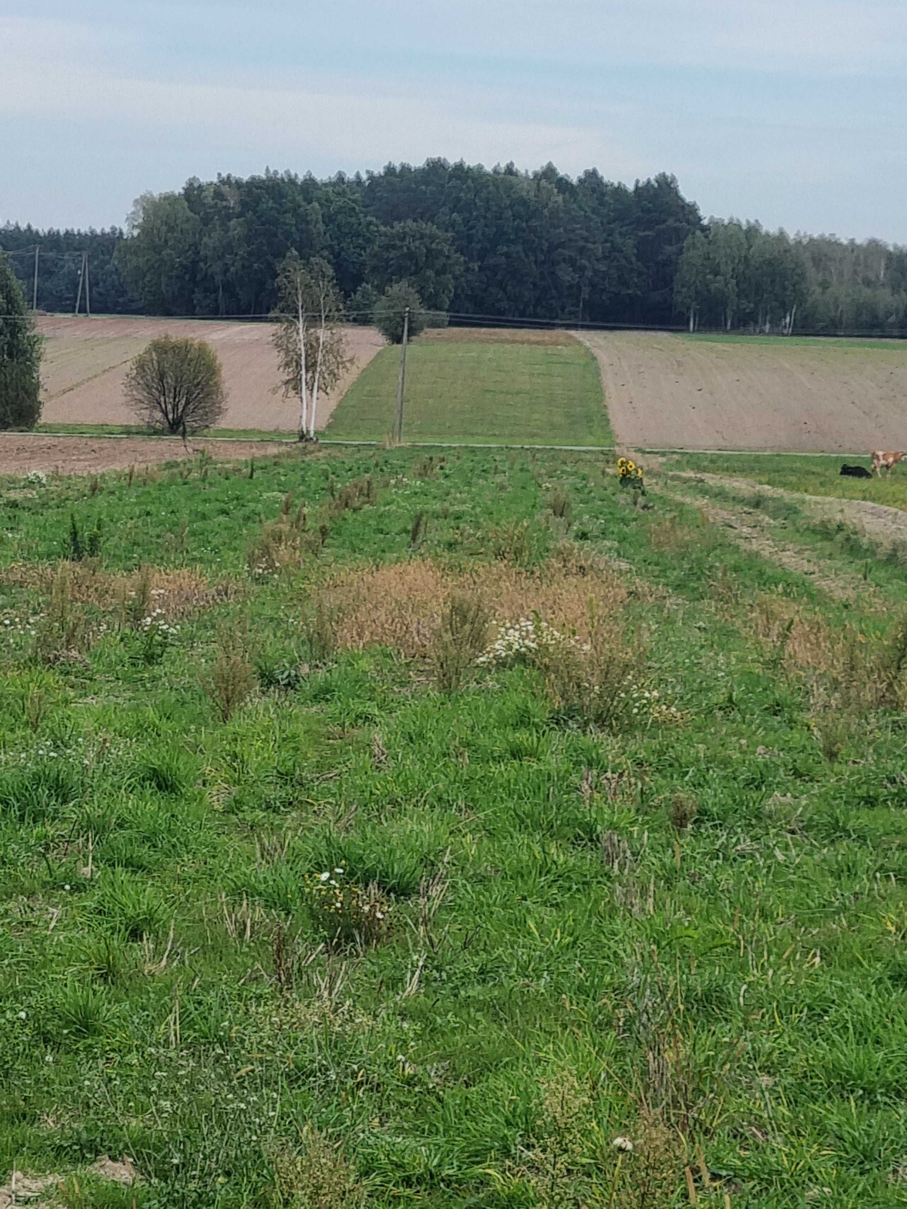 Grunty rolne, likwidacja gospodarstwa, miejscowość  Kozioł
