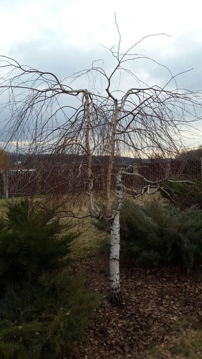 Обрезка сада, обрезка фруктовых деревьев для улучшения плодоношения.