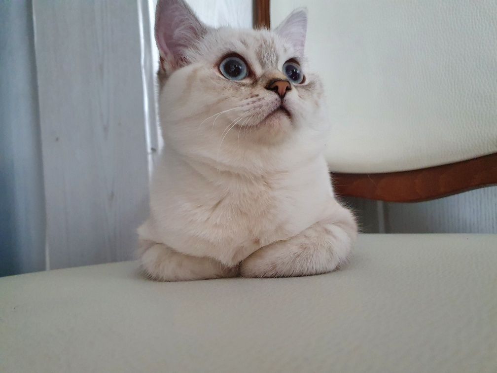 Kocurek brytyjski