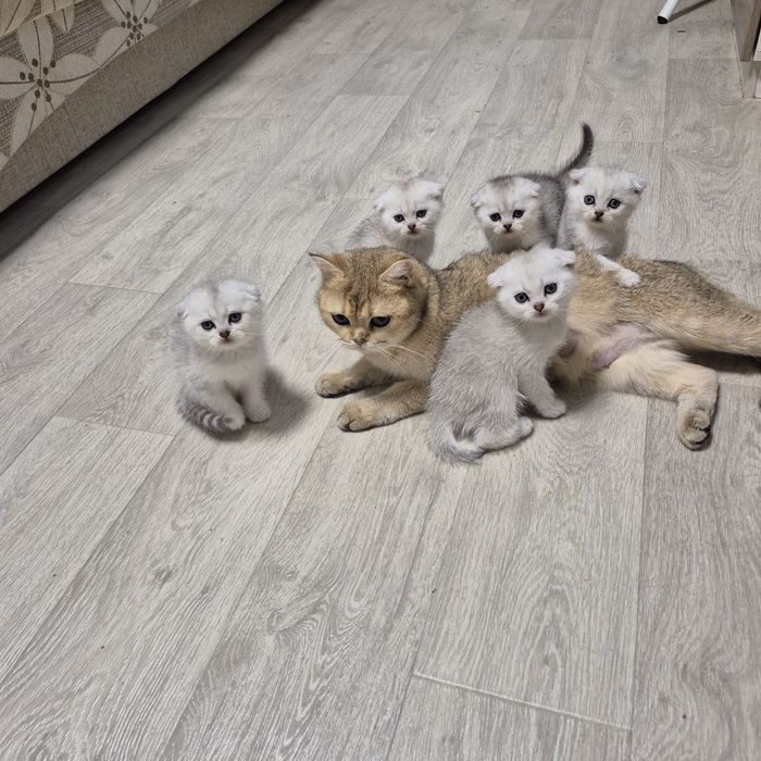 Шотландские котята серебристая шиншилла, вислоухий мальчик вислоухая