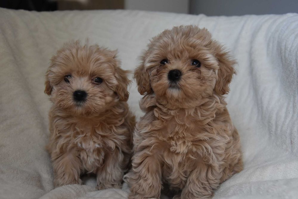 maltipoo śliczny maluszek