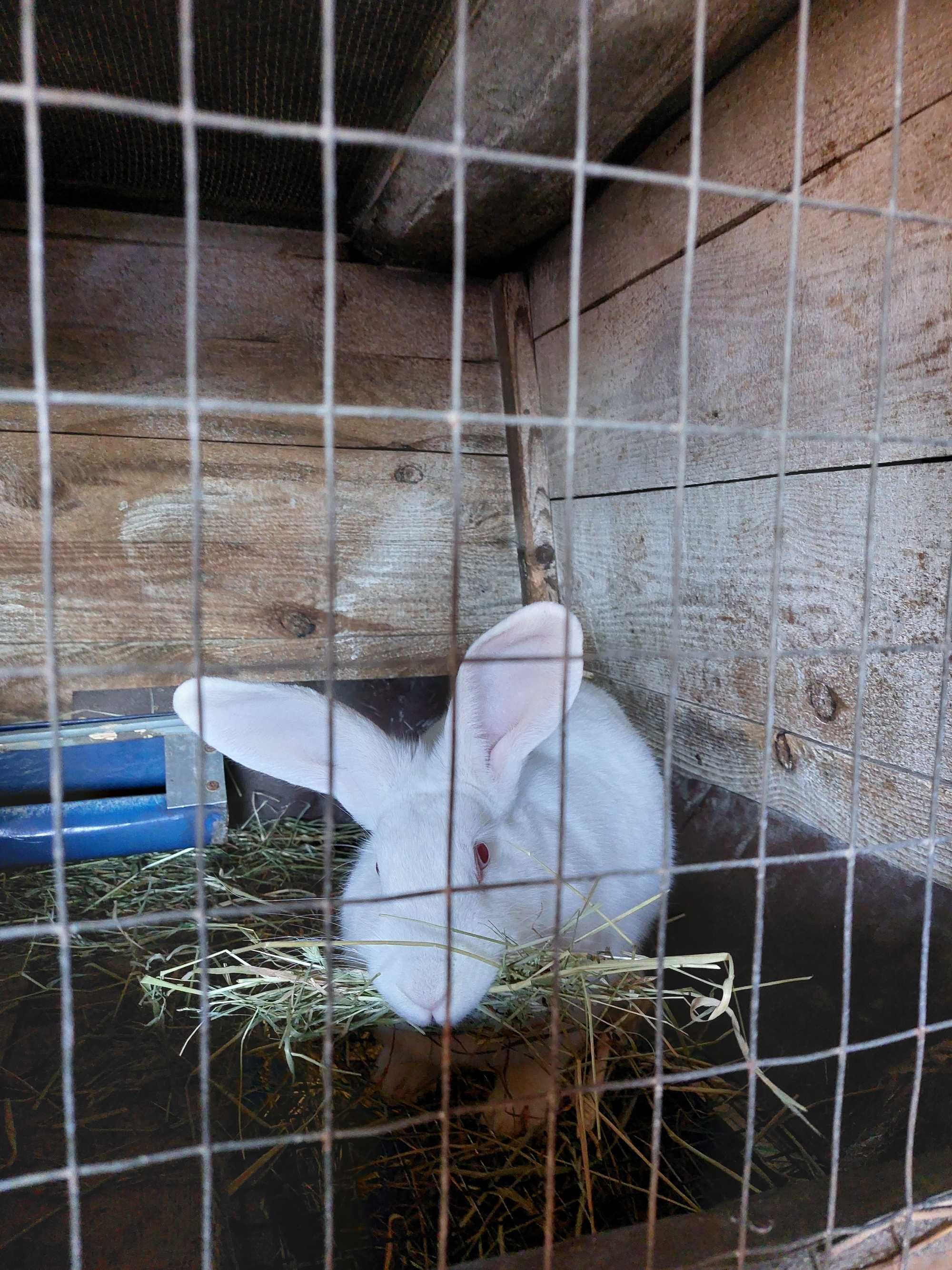Продам Кроликів породы Термонівські білі