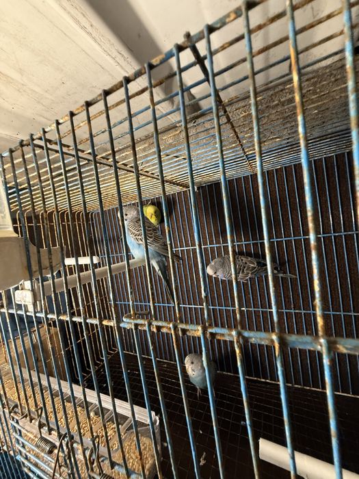 4 periquitos australianos para venda ou troca