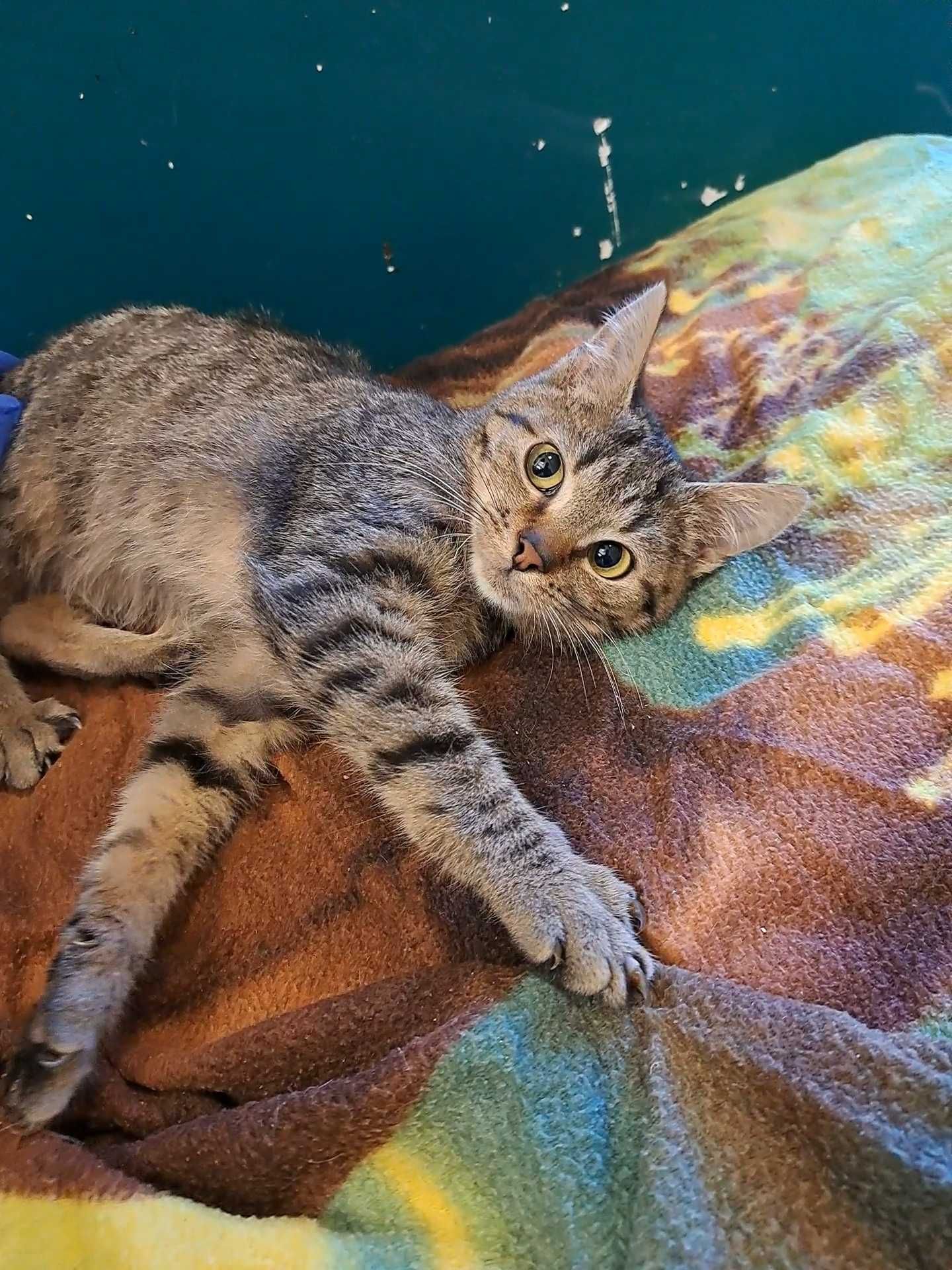 Kruszynka, młodziutka kotka do adopcji
