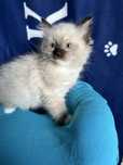 kocurek ragdoll rag n 04