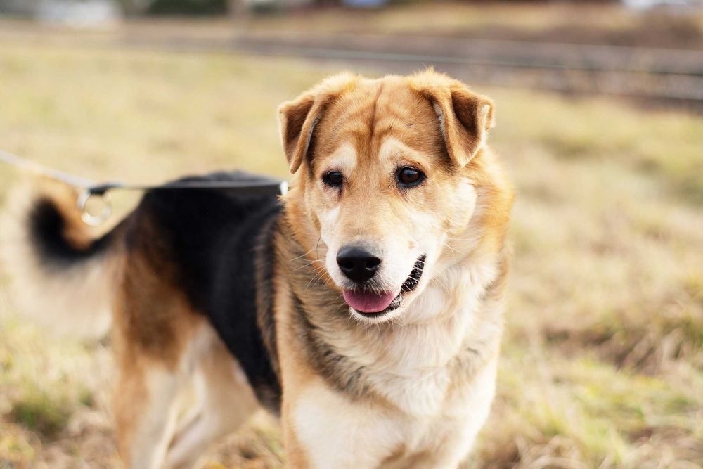 DEACON - przytulaśny przyjaciel