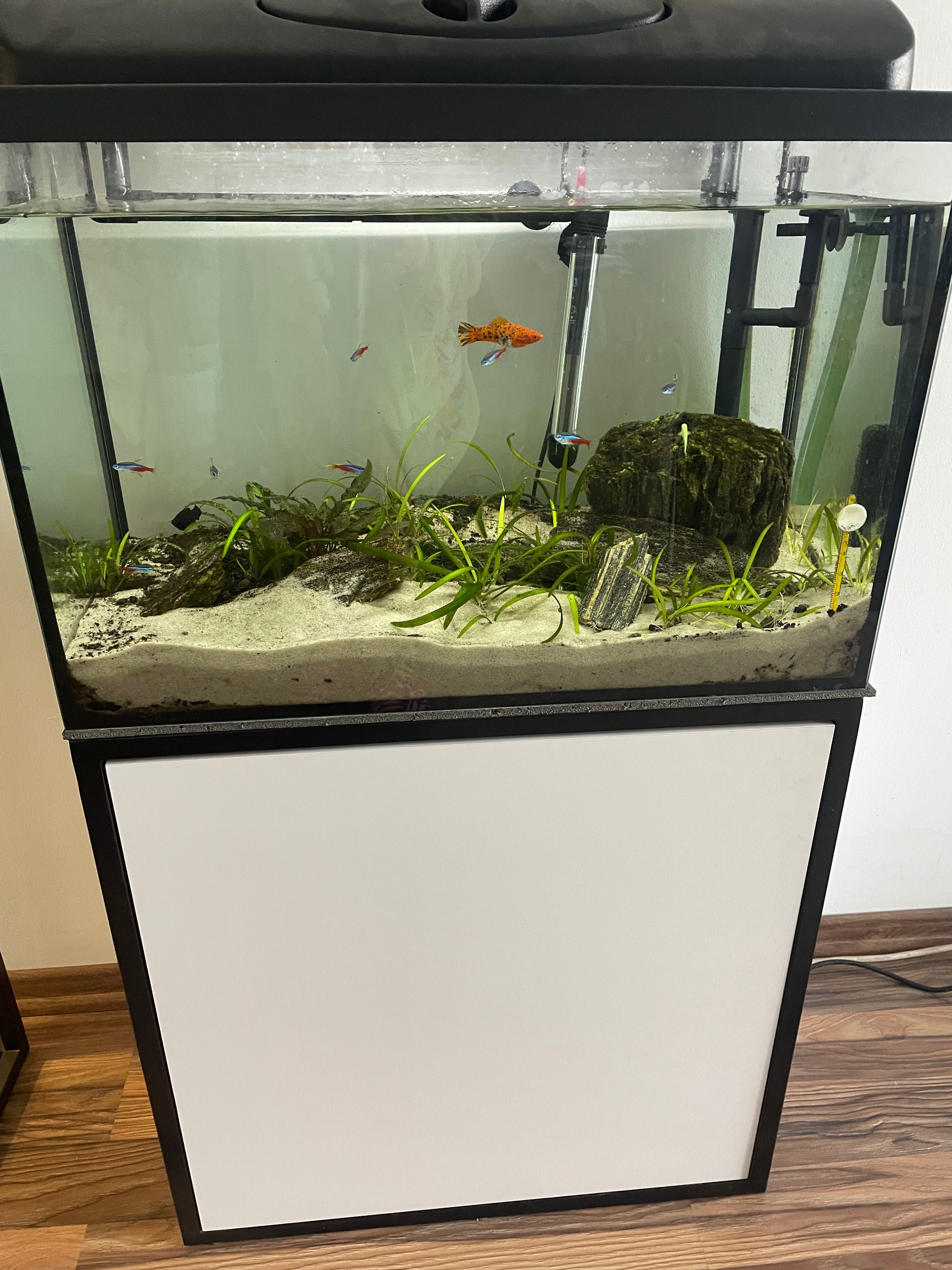 Akwarium w pełni wyposażone 72 l z szafką pod akwarium