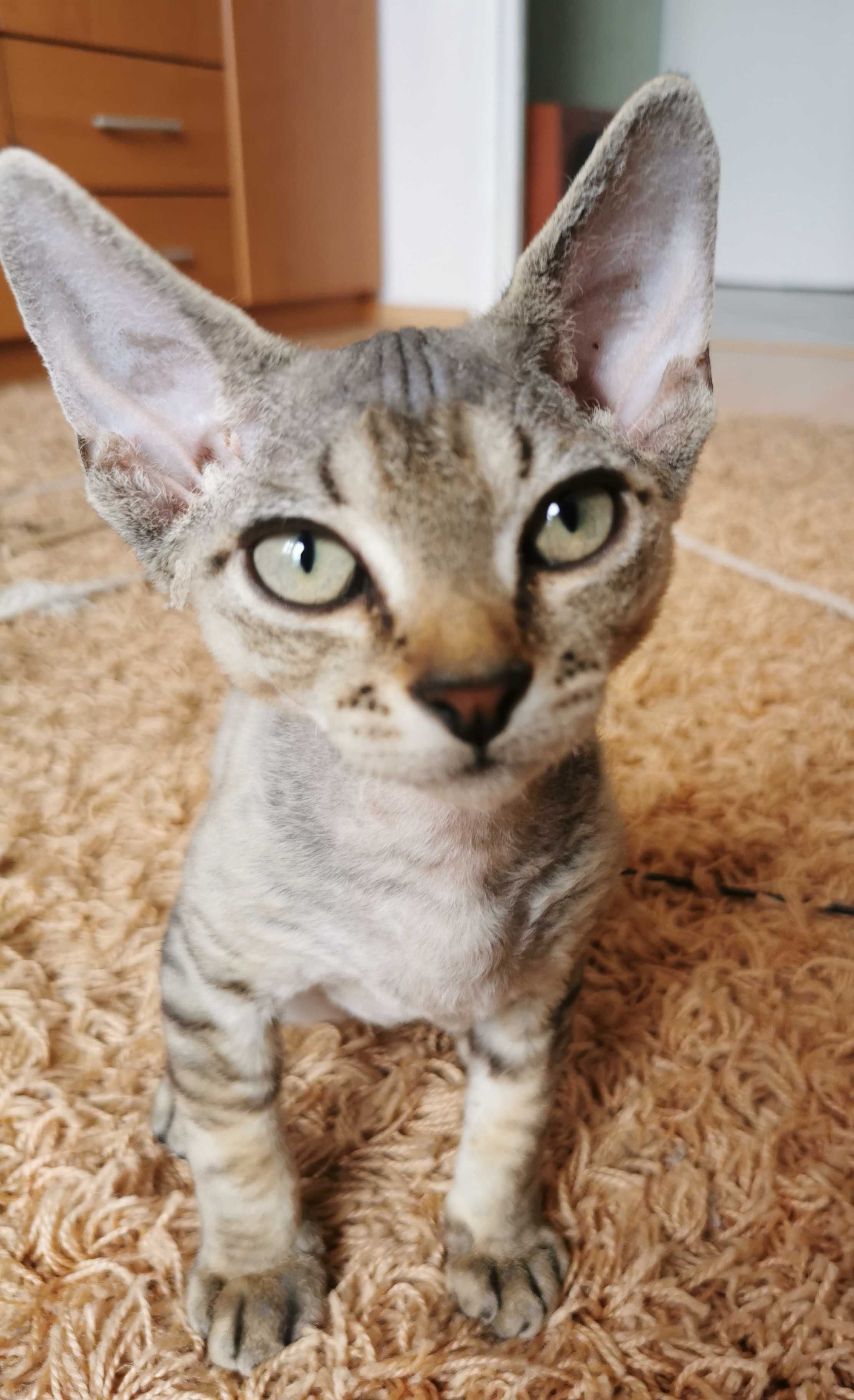 Devon rex gotowy do zmiany domu