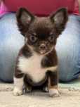 Chihuahua- Cudna dziewczynka długowłosa czekoladowa-ZKwP/FCI