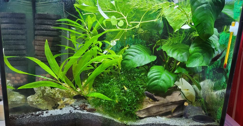 Rogatek i rzęsa akwariowa - zamienię na rybki