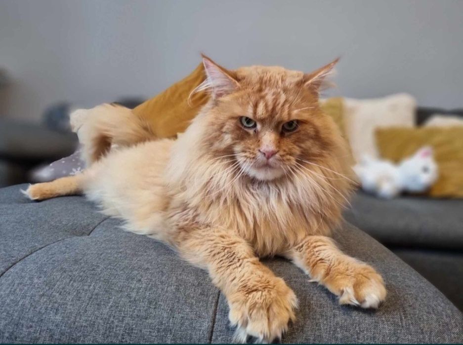 Maine Coon kocur reproduktor krycie