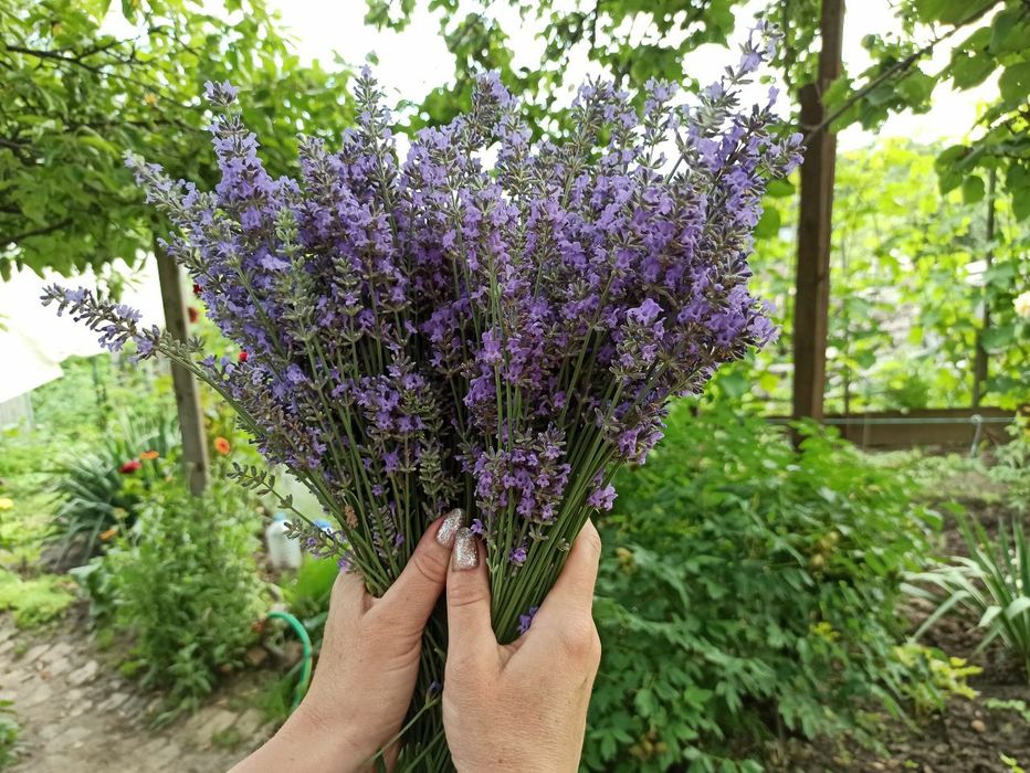 Лаванда  засушенная   в   букетах