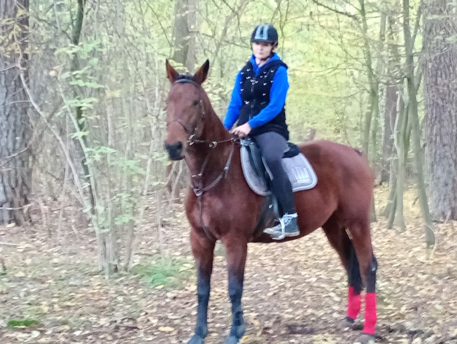 Sprzedam klacz łagodna spokojna