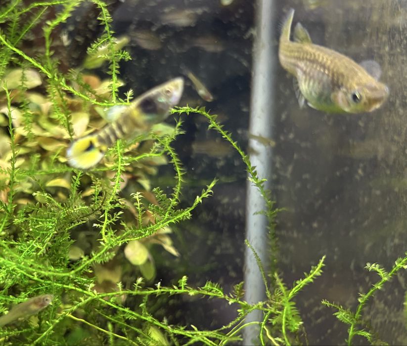 Gupik Endlera Tiger Cobra Yellow