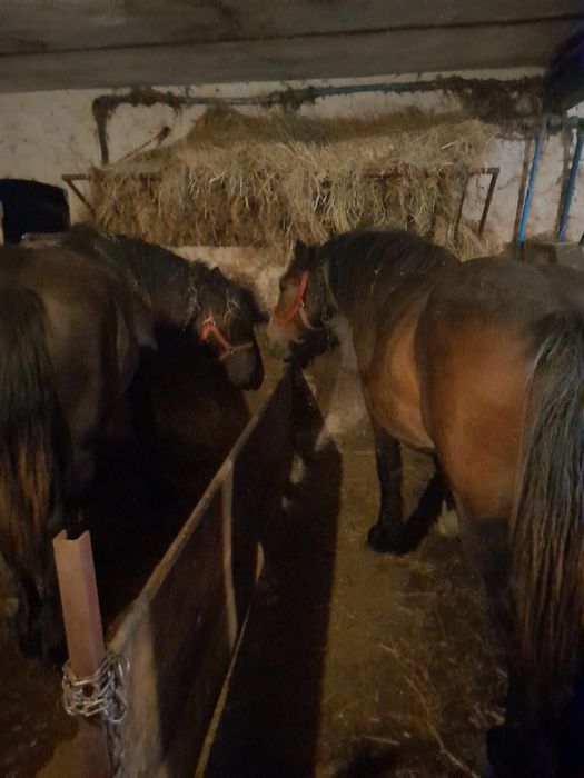 PKZ -2 Klacze Zimnokrwiste, 1.5 roku