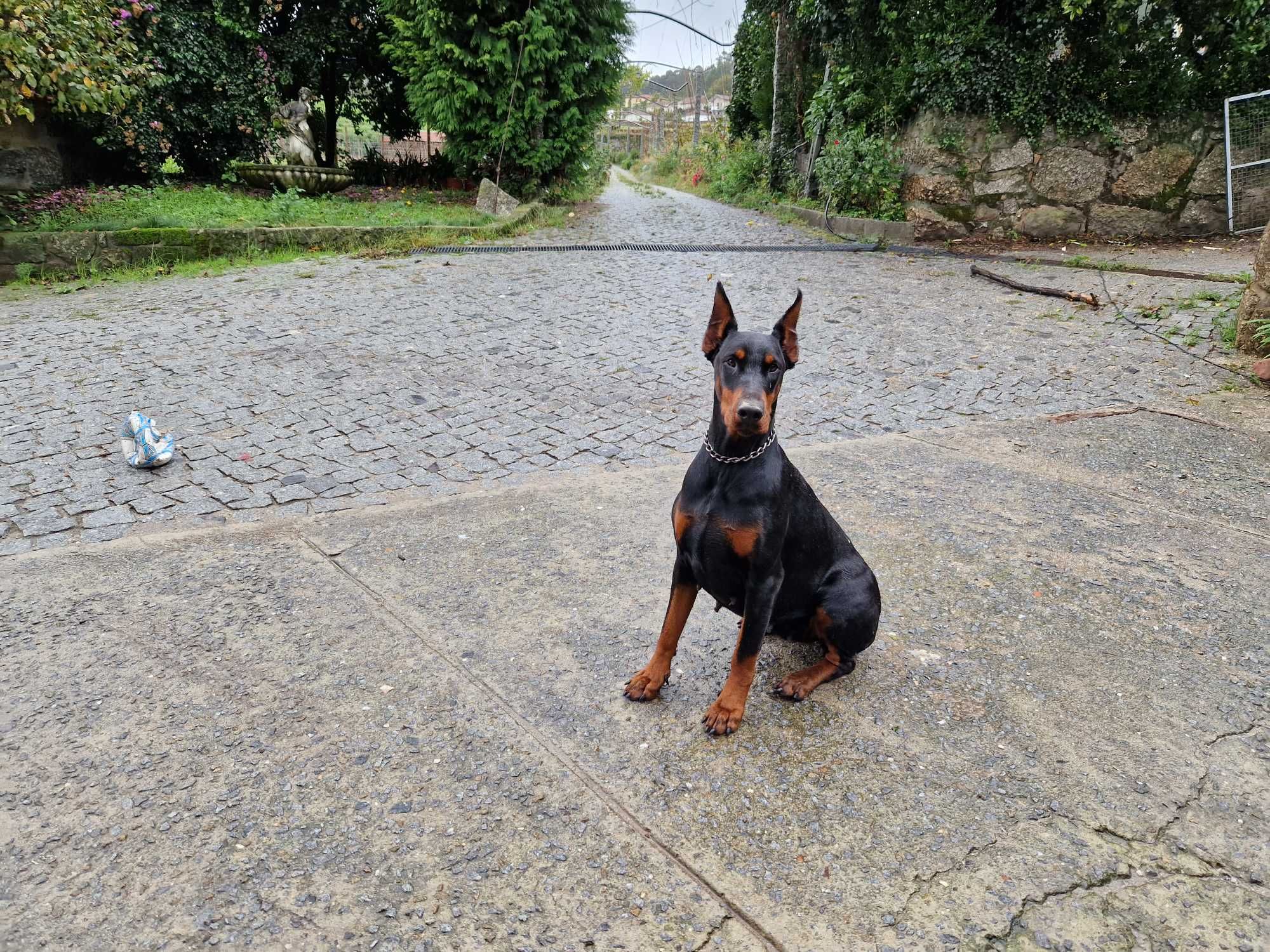 Dobermann descendente de campeões do mundo