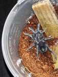 Phormictopus sp. dominican purple