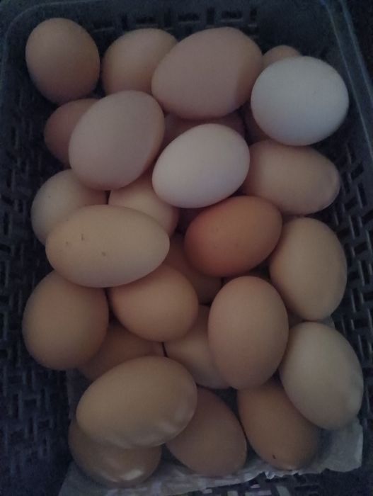 Jaja wiejskie, prosto od kury