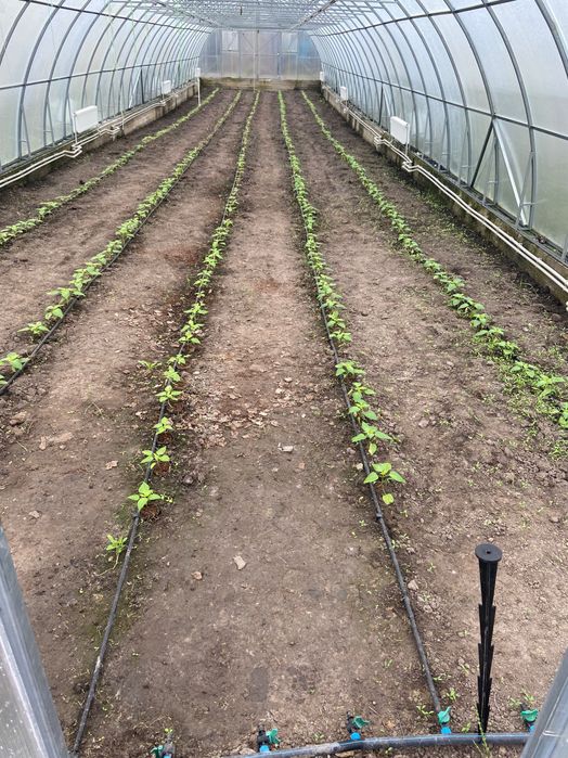 продам бізнес (господарство)