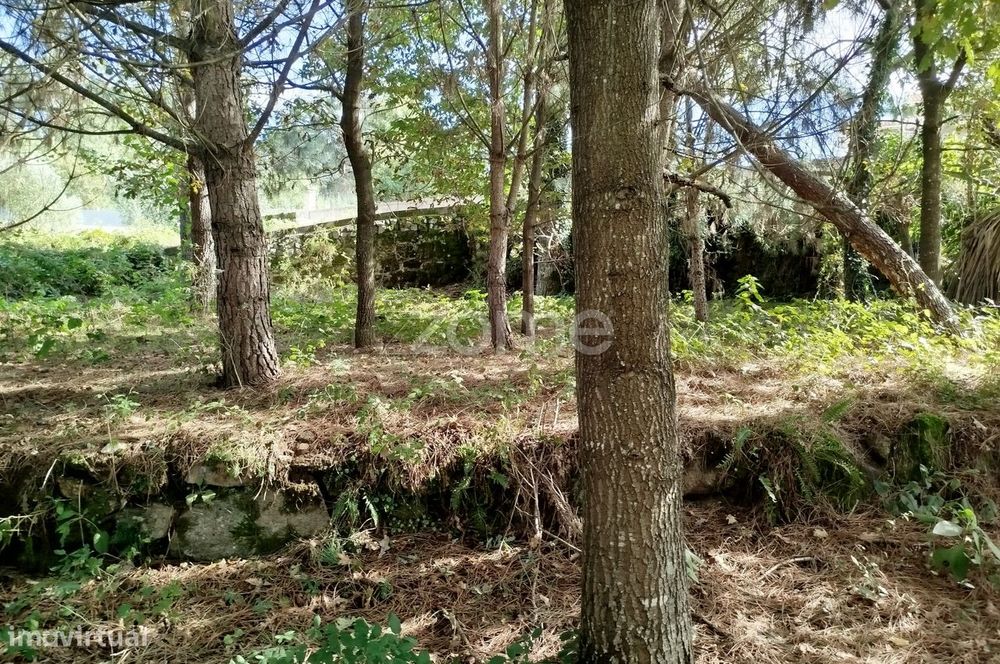 Lote para construção com vários arvores de fruto