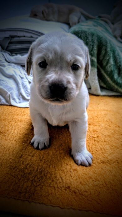 Labrador Retriever – biszkoptowy (suczka) szczeniak z rodowodem