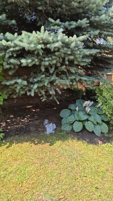 Хоста (огромные голубые  листья)