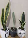 Sansevieria#zestaw 3szt#Nadwyzka#Sprzedam#