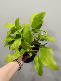 Philodendron malaya gold