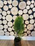 Tuja Aurea Nana 35-50cm PRODUCENT z dowozem