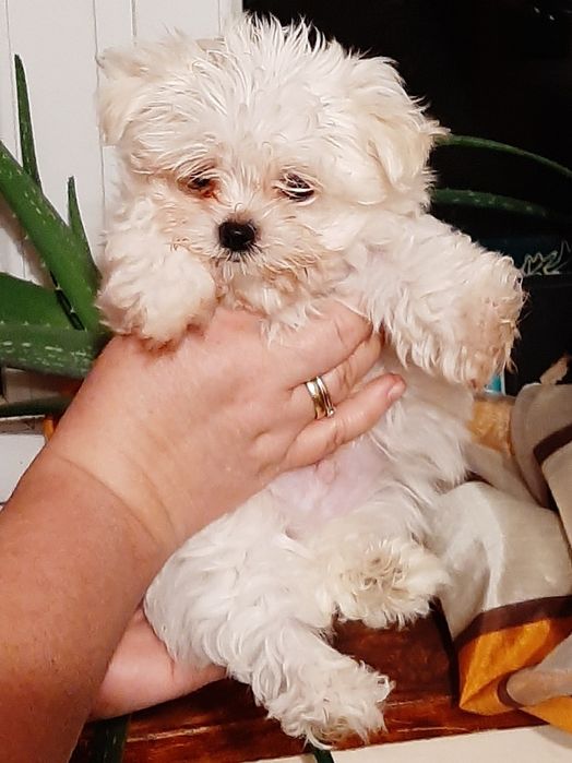 Cudowny maltus 12 tygodni