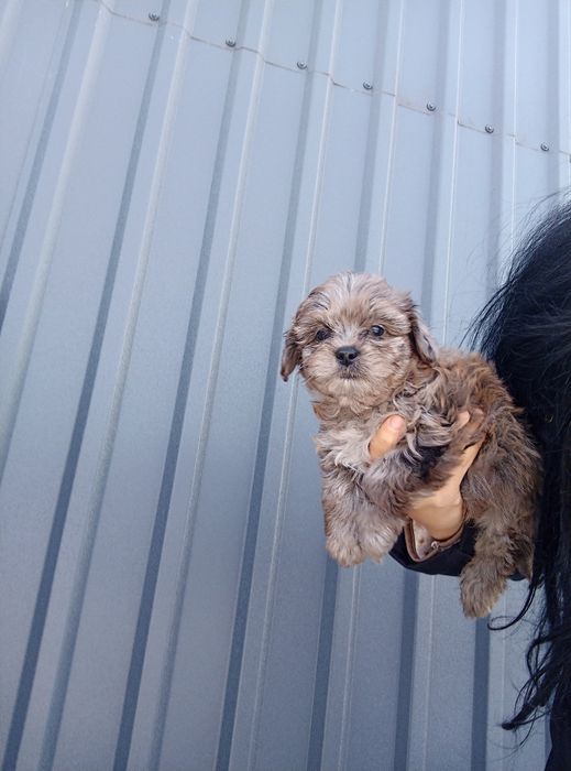 Йорко-пу марле зі Львова до свят