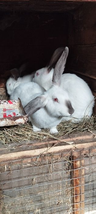 Каліфорнійські кролі та кролички