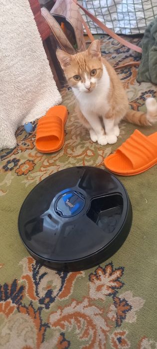 Авто-кармуша для котов собак и так далее.