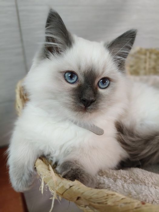Kot Ragdoll Rag n