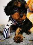Cavapoo samiec do odbioru