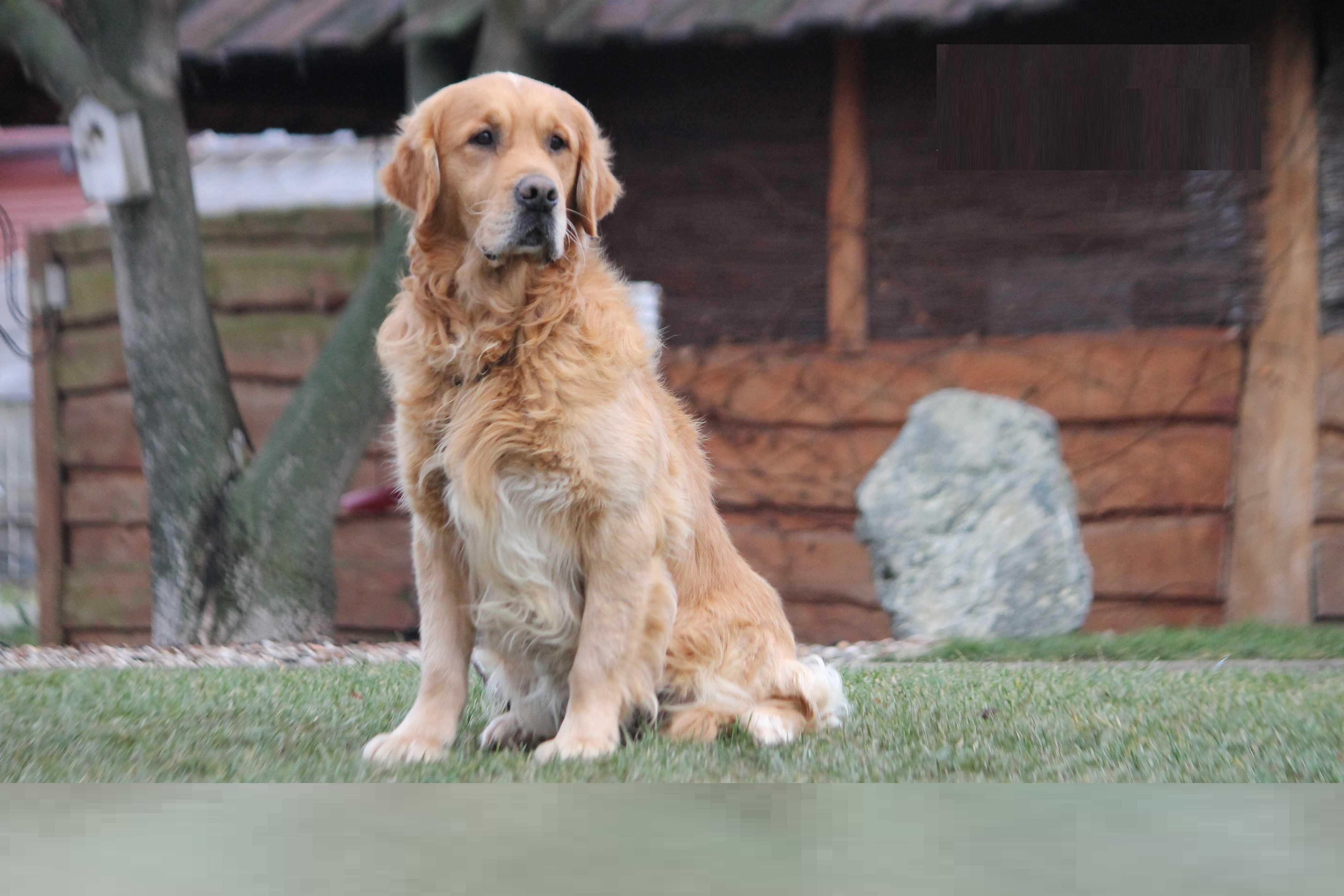 Golden Retriever szczeniak piesek