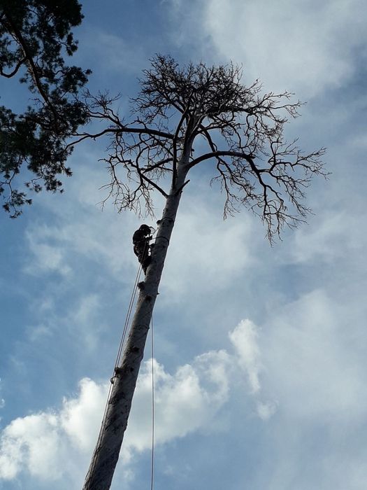 Видалення дерев. Благоустрій.Є послуги автовишки. Є послуги ЩЕПОРІЗА