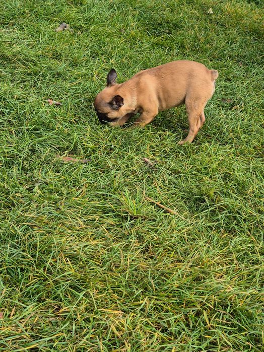 Buldog francuski suczka