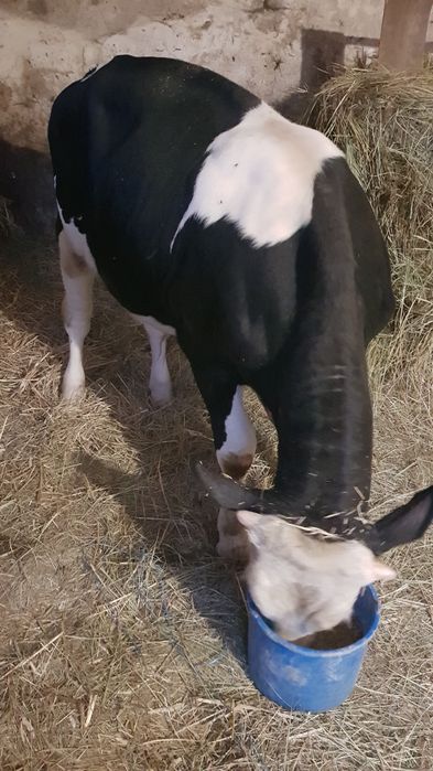 Byczek odsadek do opasu SM